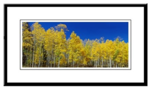 Aspens Framed Print