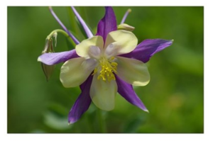 Columbine Poster