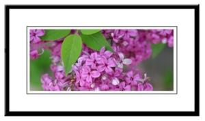 Lilac Blooms Framed Print