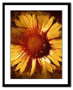 Sunflower Framed Print